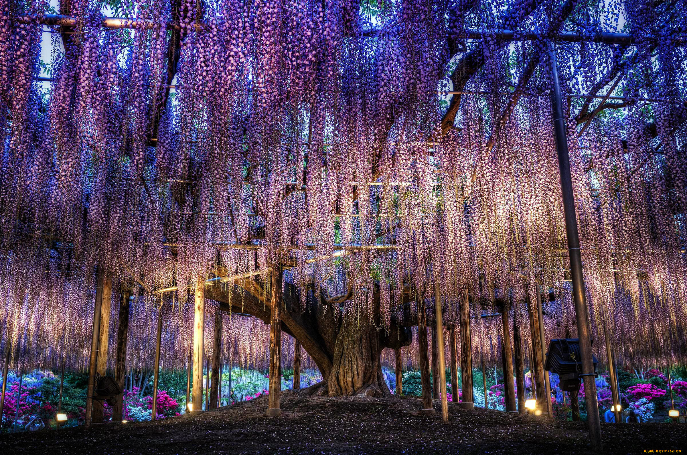 цветы, глициния, дерево