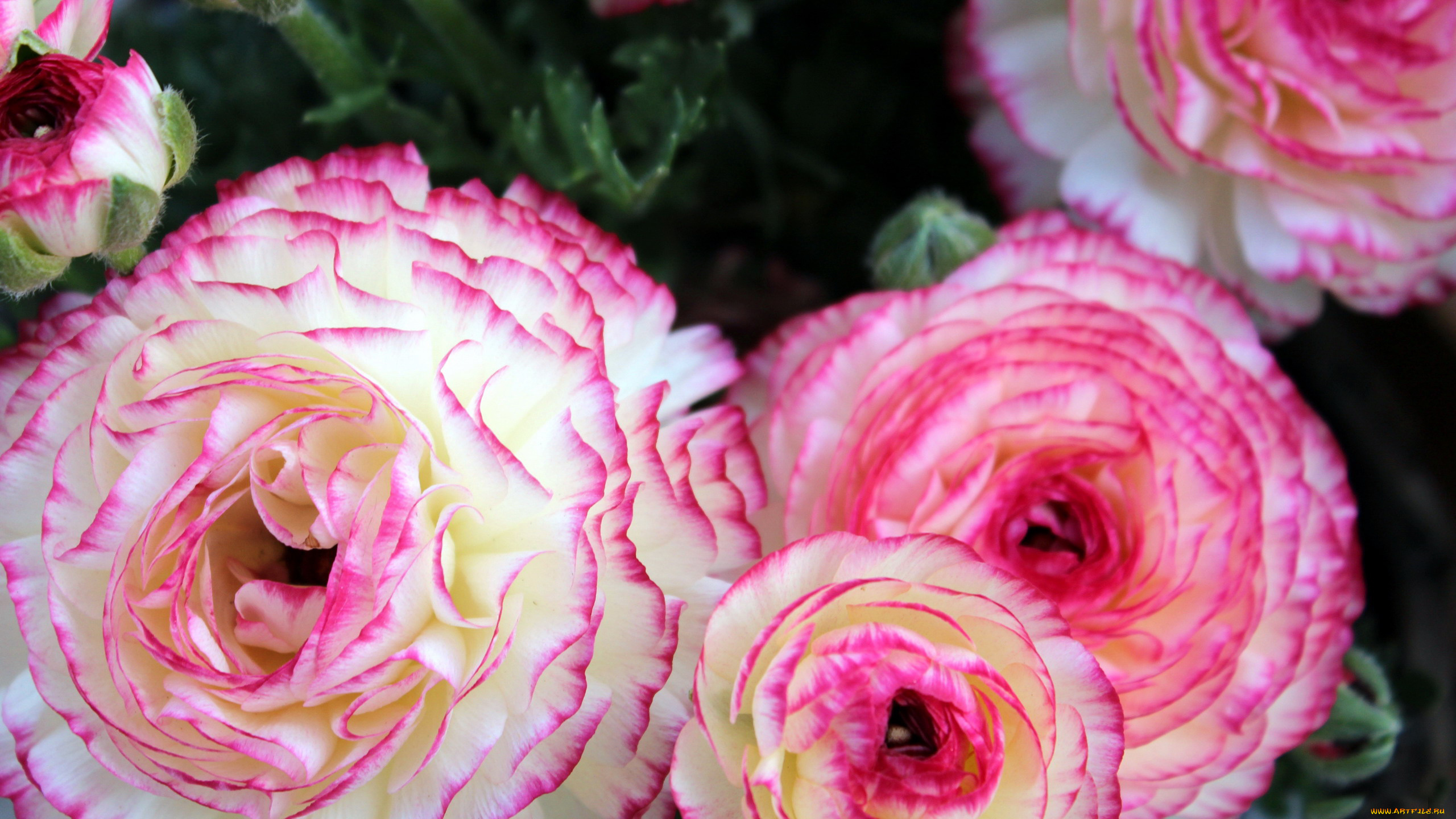 цветы, ранункулюс, , азиатский, лютик, макро