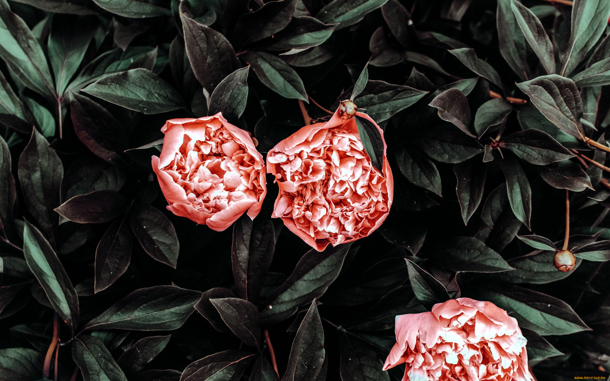 цветы, пионы, бутоны