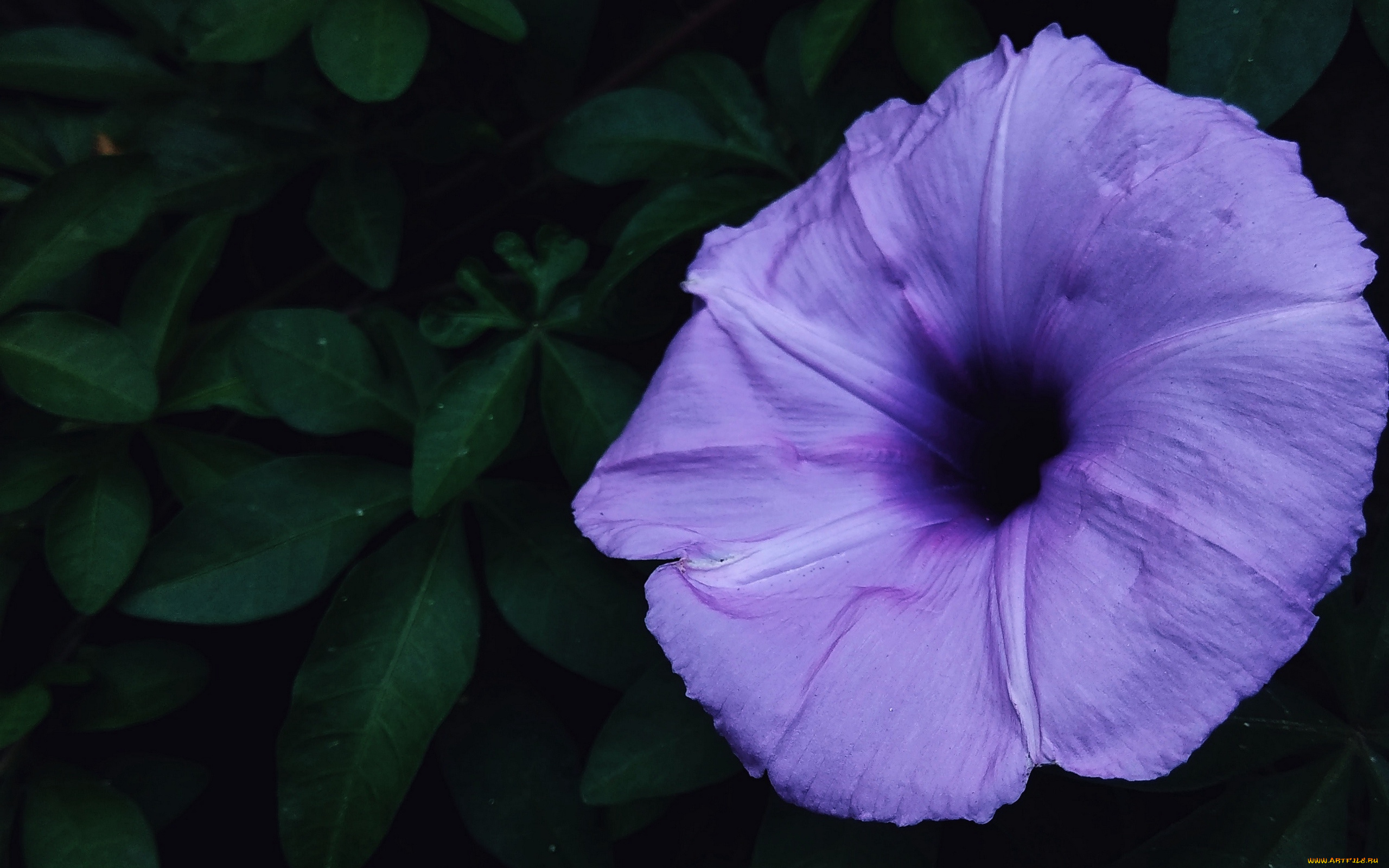 цветы, вьюнки, , ипомеи, макро