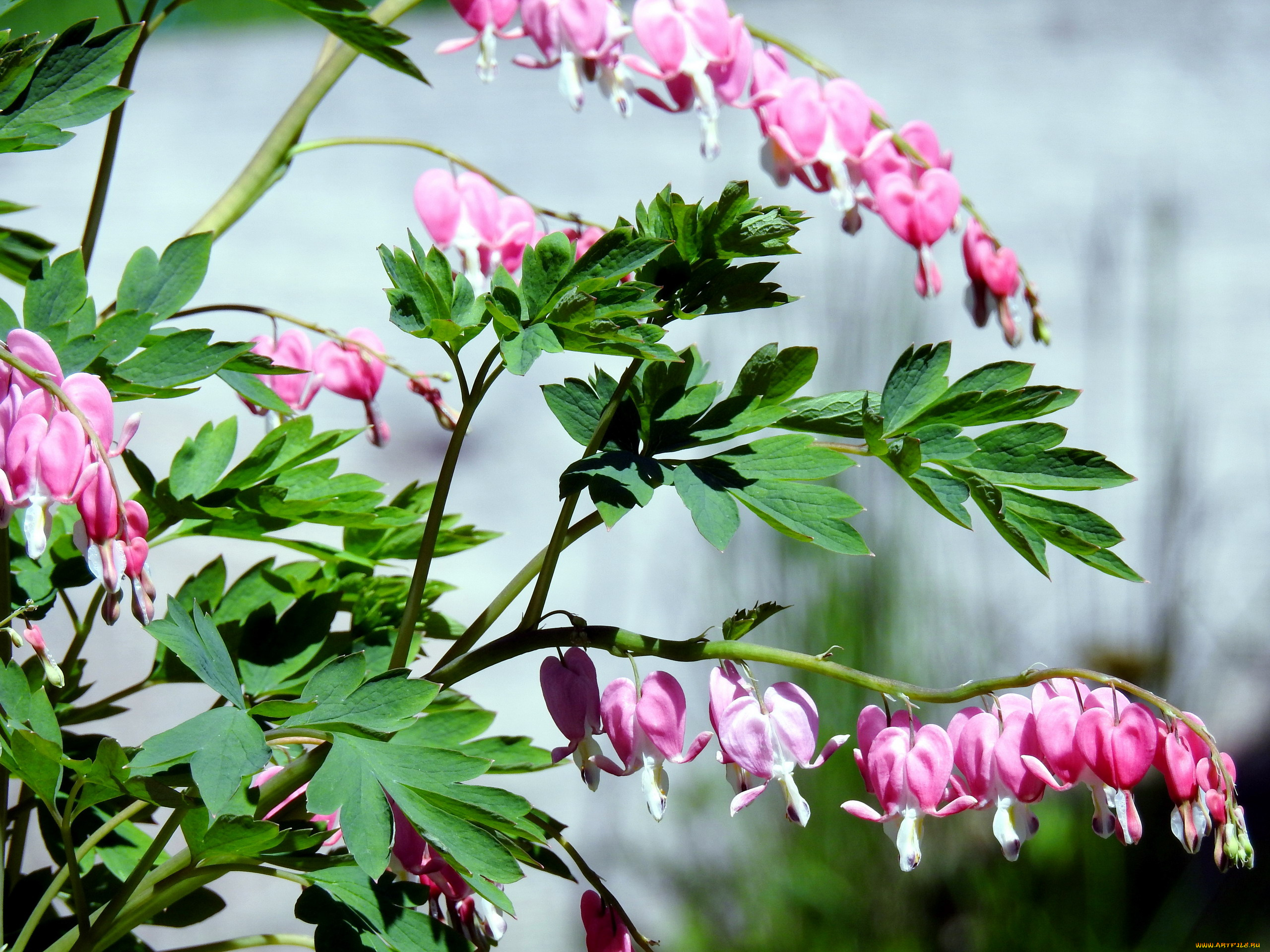 цветы, дицентра, , разбитое, сердце, розовый