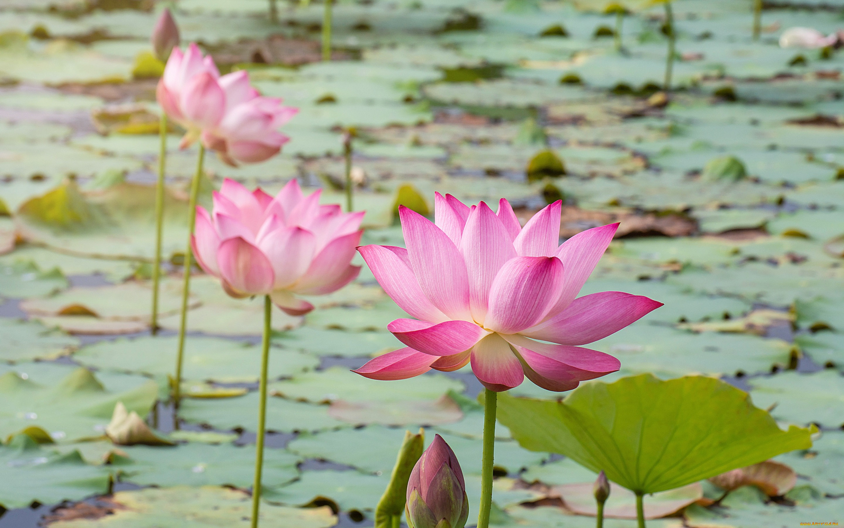 цветы, лотосы, лотос, бутоны, flowers, petals, lake, lotus, pink, розовый, озеро, waterlily