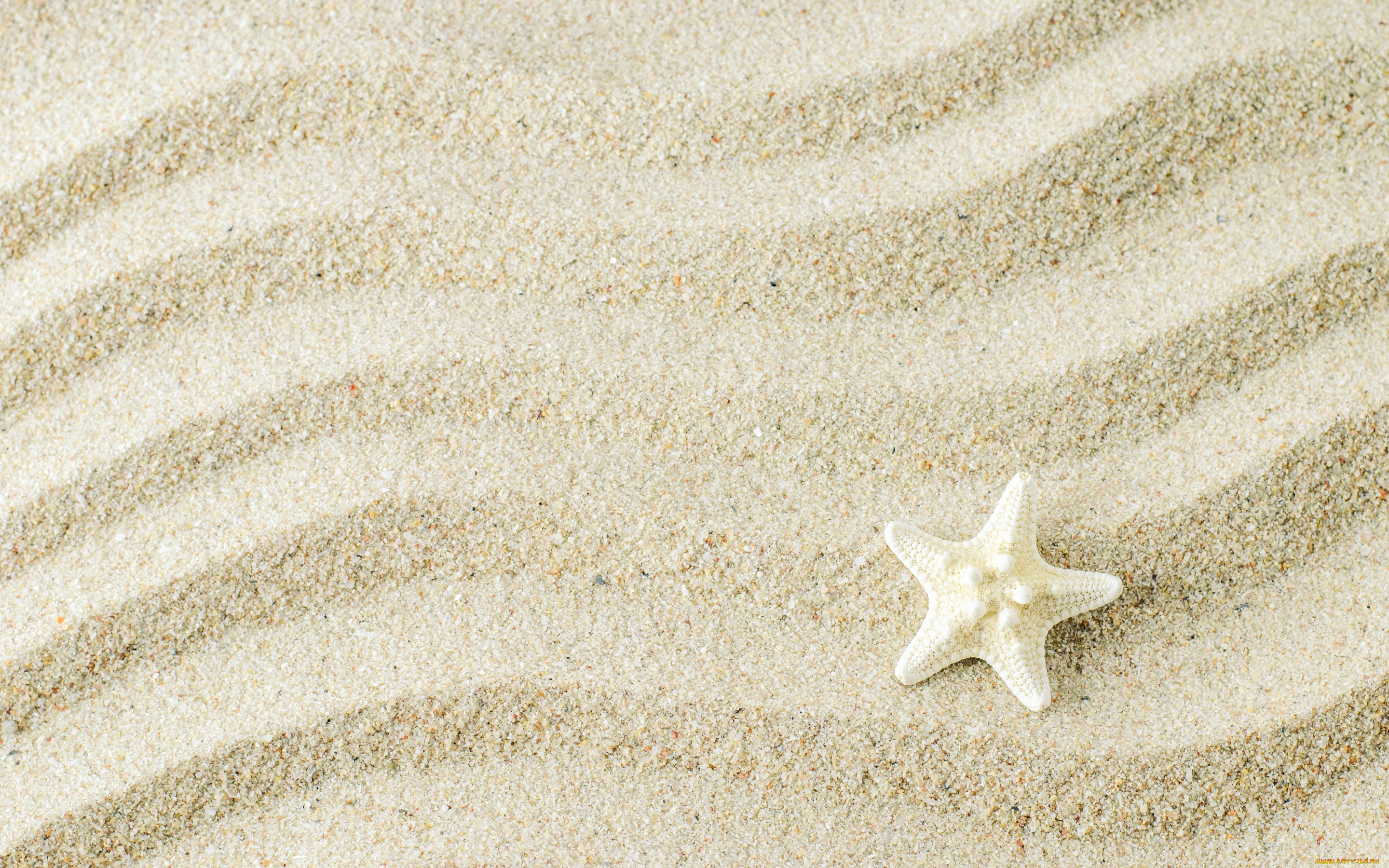 разное, ракушки, , кораллы, , декоративные, и, spa-камни, background, песок, starfish, texture, sand, marine, beach, морская, звезда, фон
