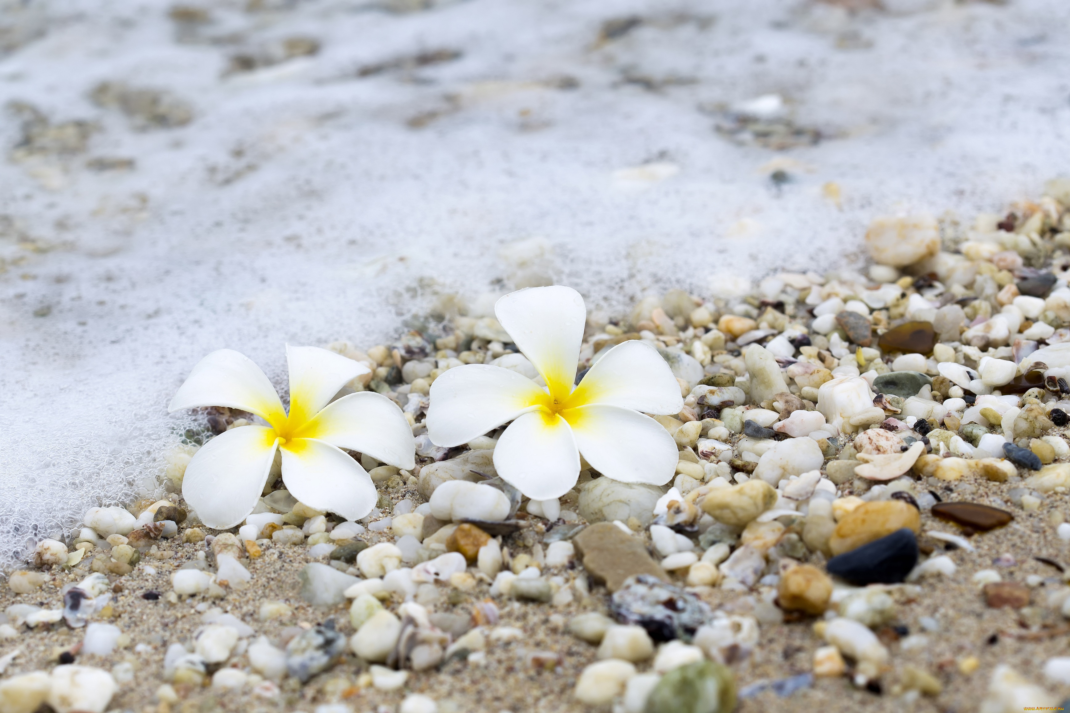 цветы, плюмерия, beach, галька, песок, sea, камни, summer, plumeria, море, волны, wave, пляж, sand, pebbles, лето