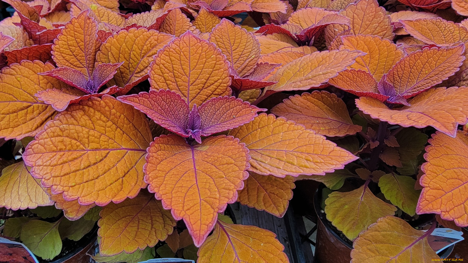 цветы, колеусы, , каладиумы, оранжевый, колеус