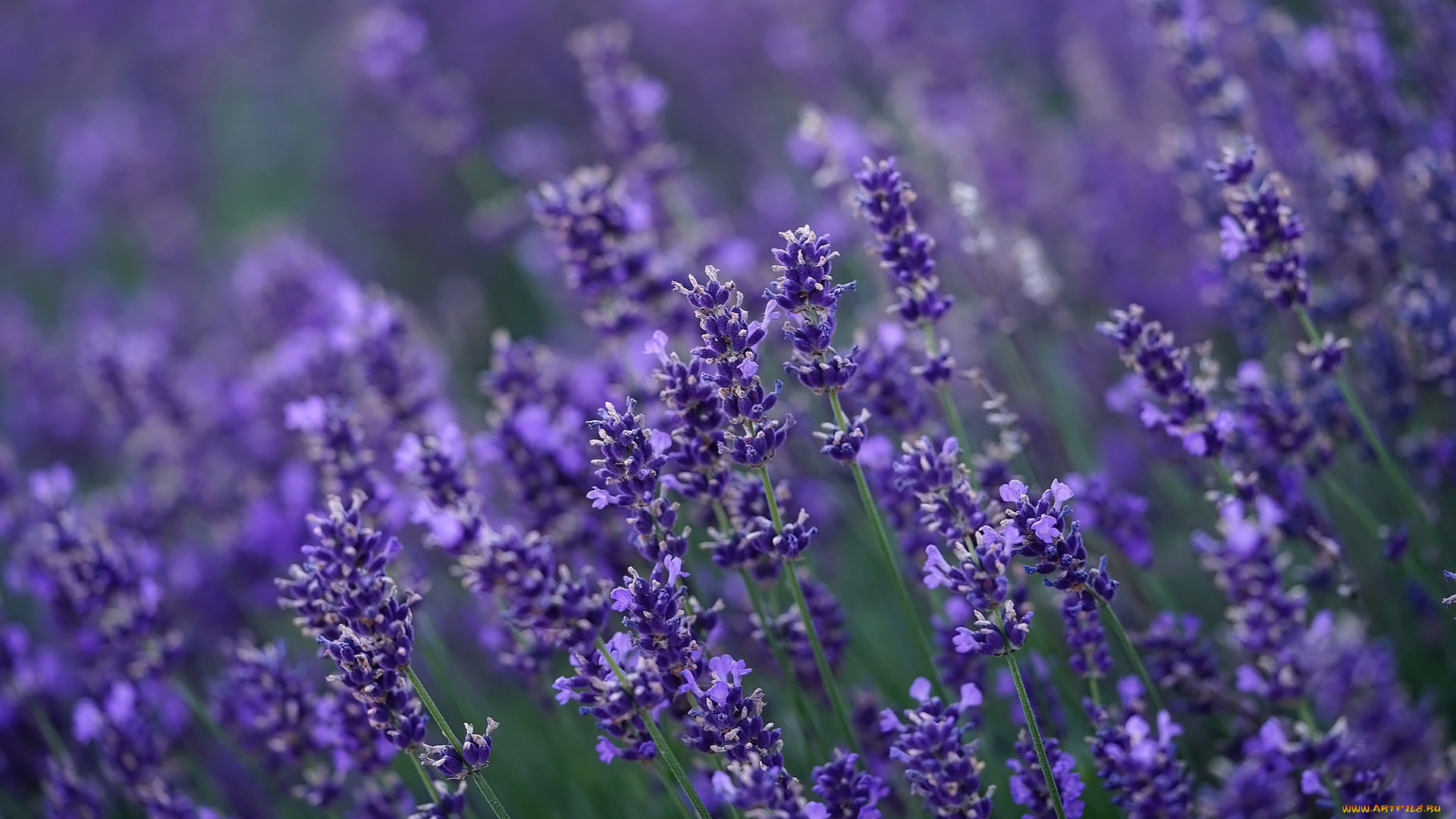 цветы, лаванда, лиловая