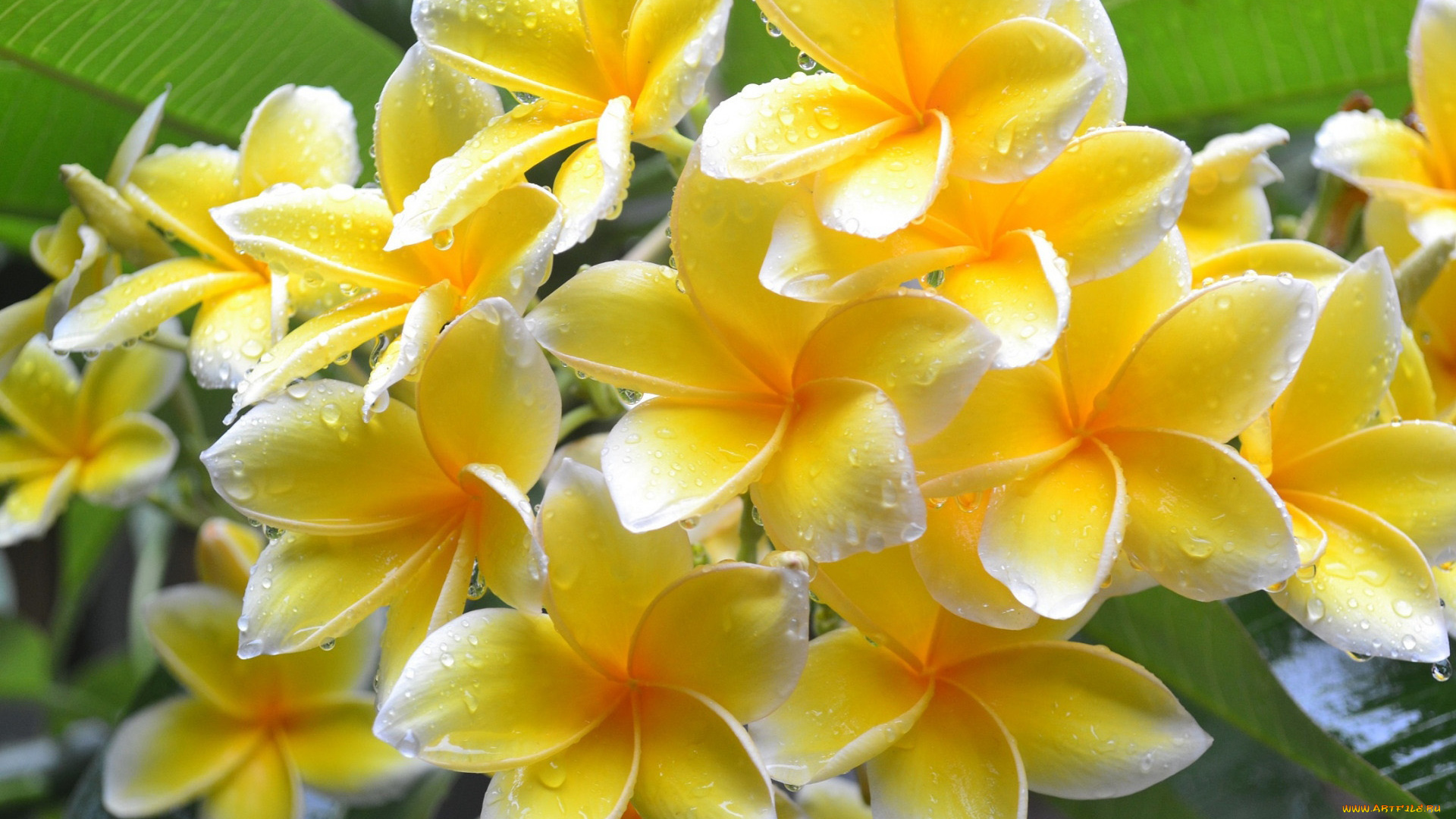 цветы, плюмерия, желтая, капли