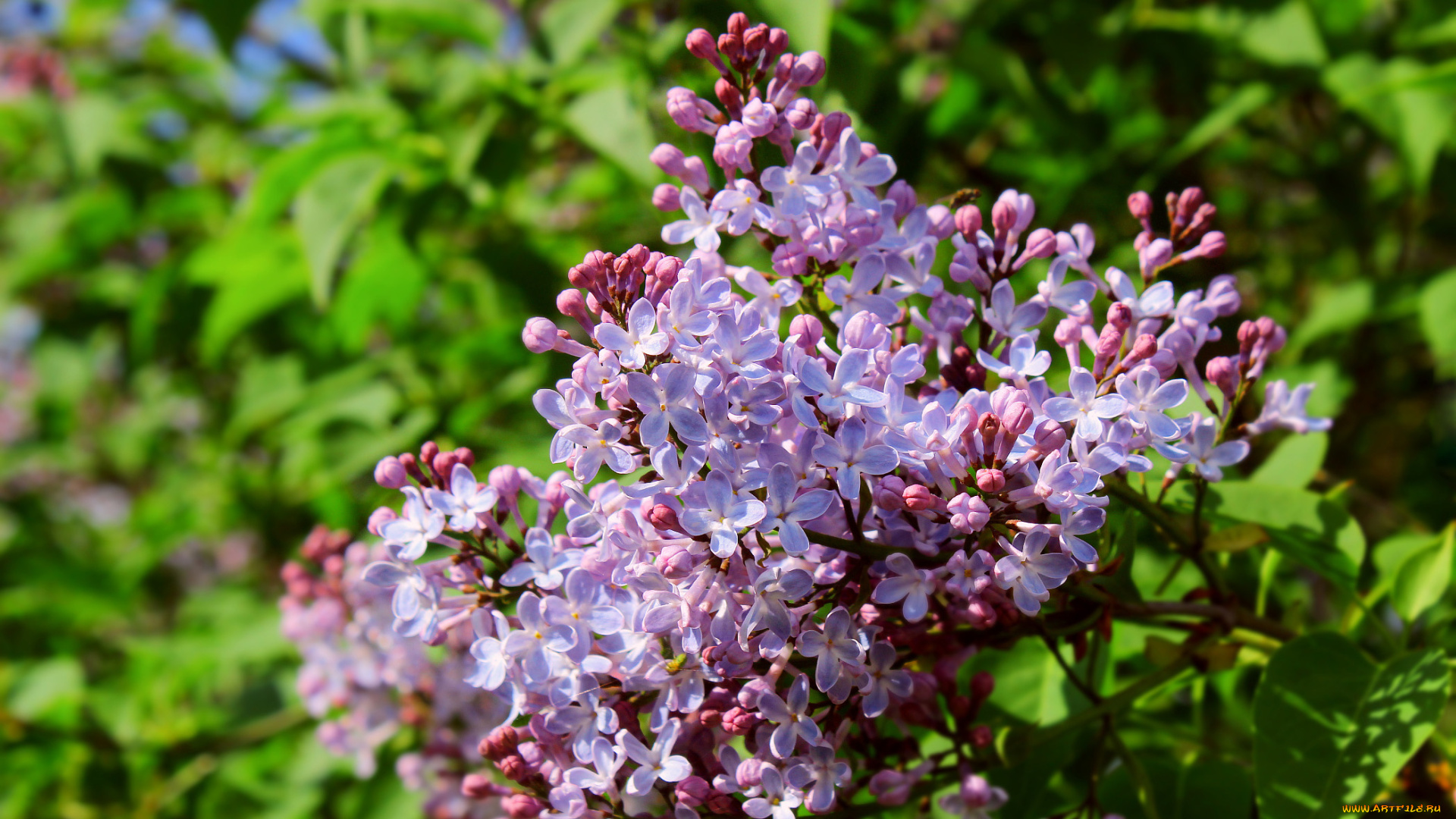 цветы, сирень, ветка