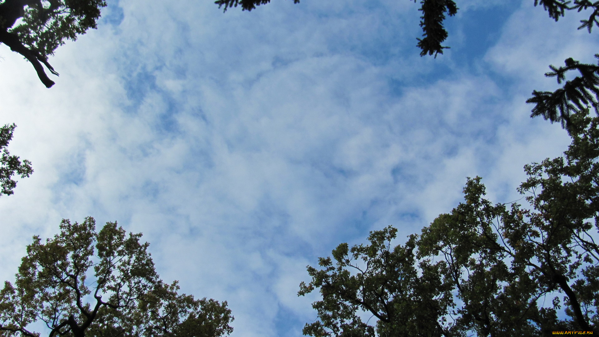 природа, деревья, небо