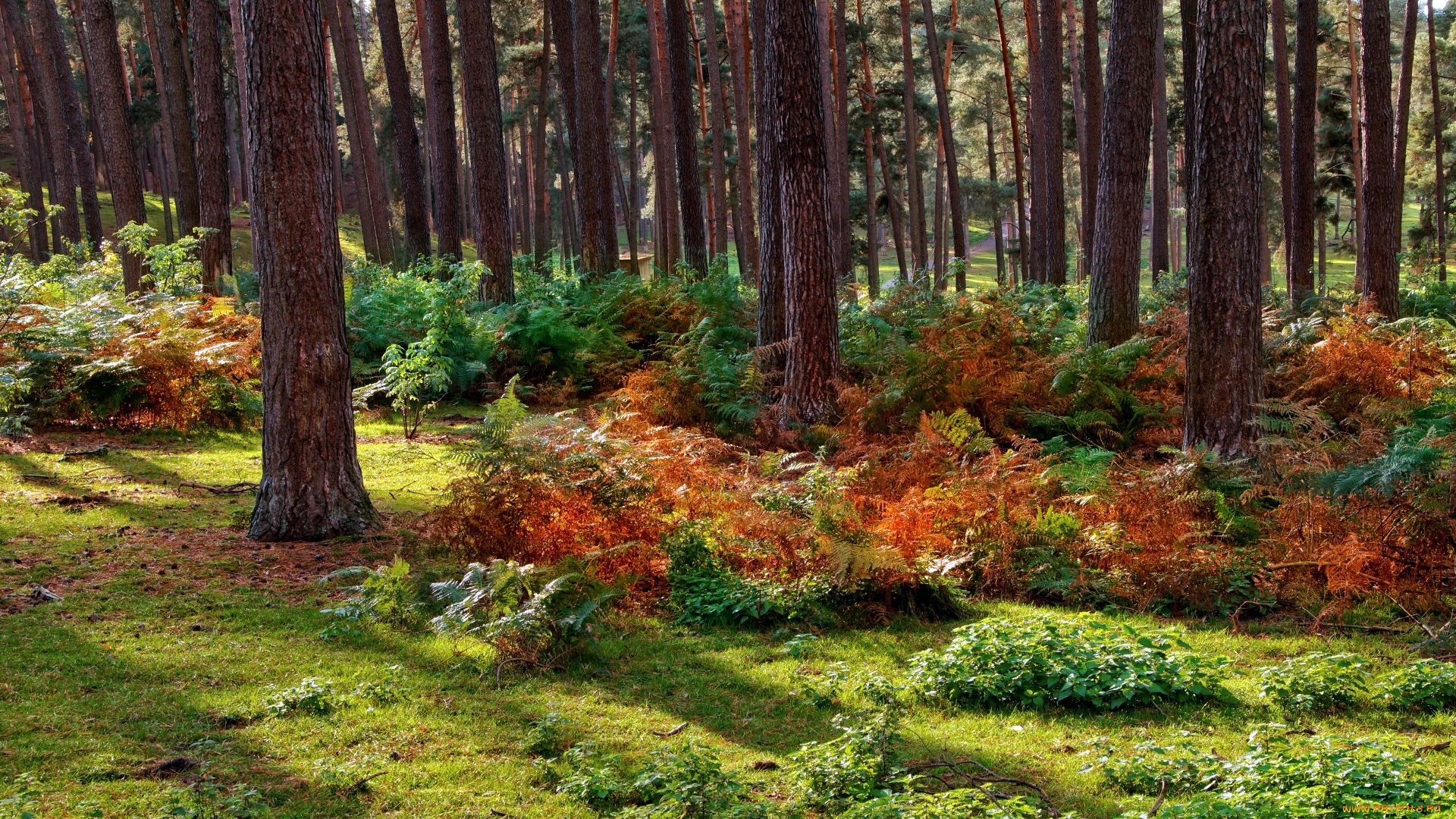 природа, лес, сосны, папоротник