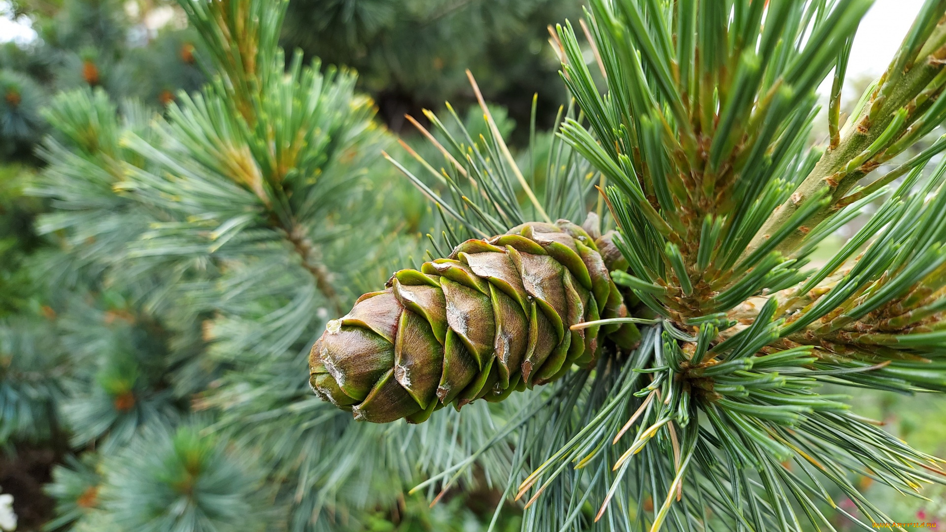 природа, шишки, , жёлуди, , каштаны, еловая, шишка