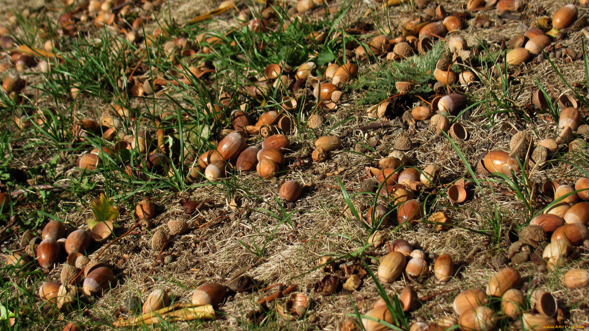 природа, шишки, , жёлуди, , каштаны, желуди