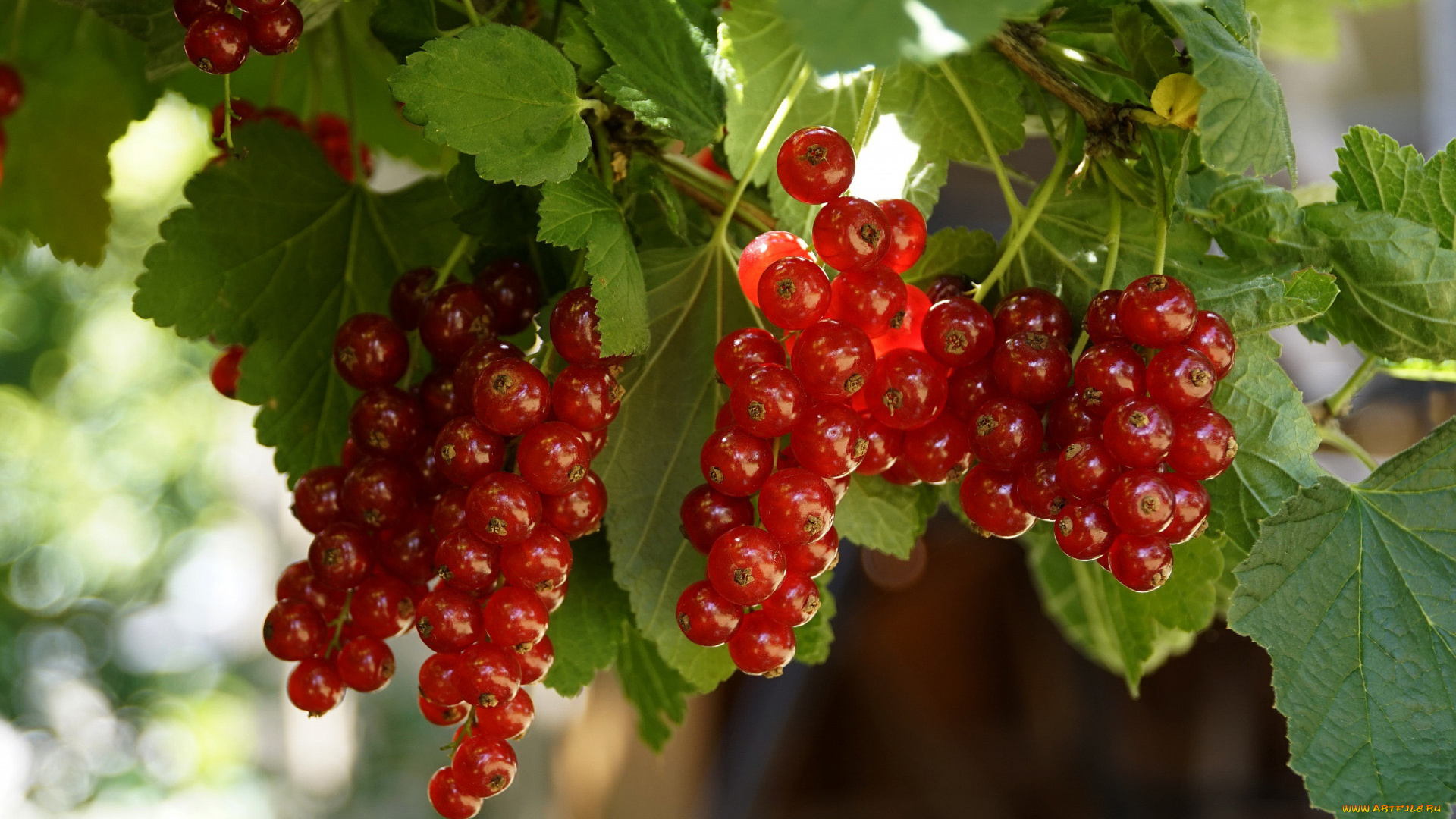 природа, ягоды, смородина, красная