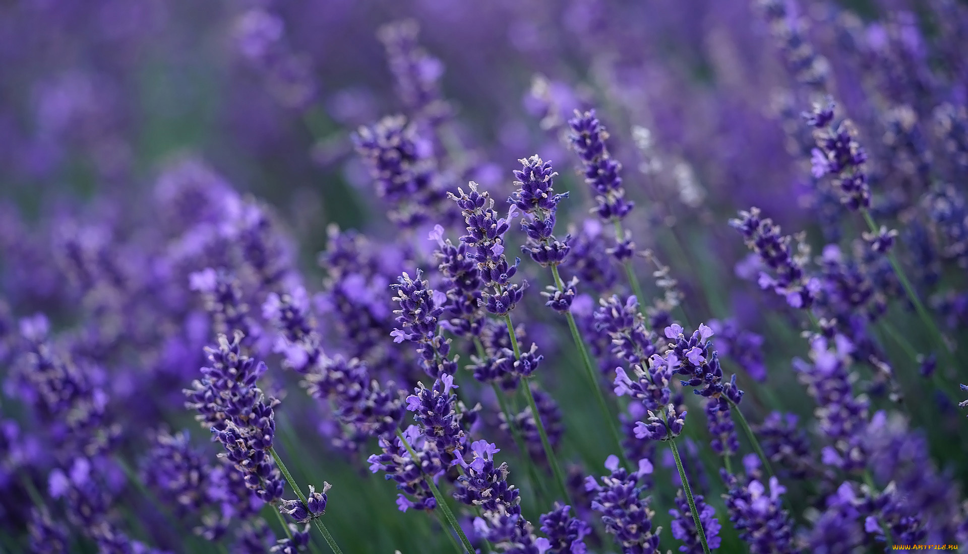 цветы, лаванда, лиловая
