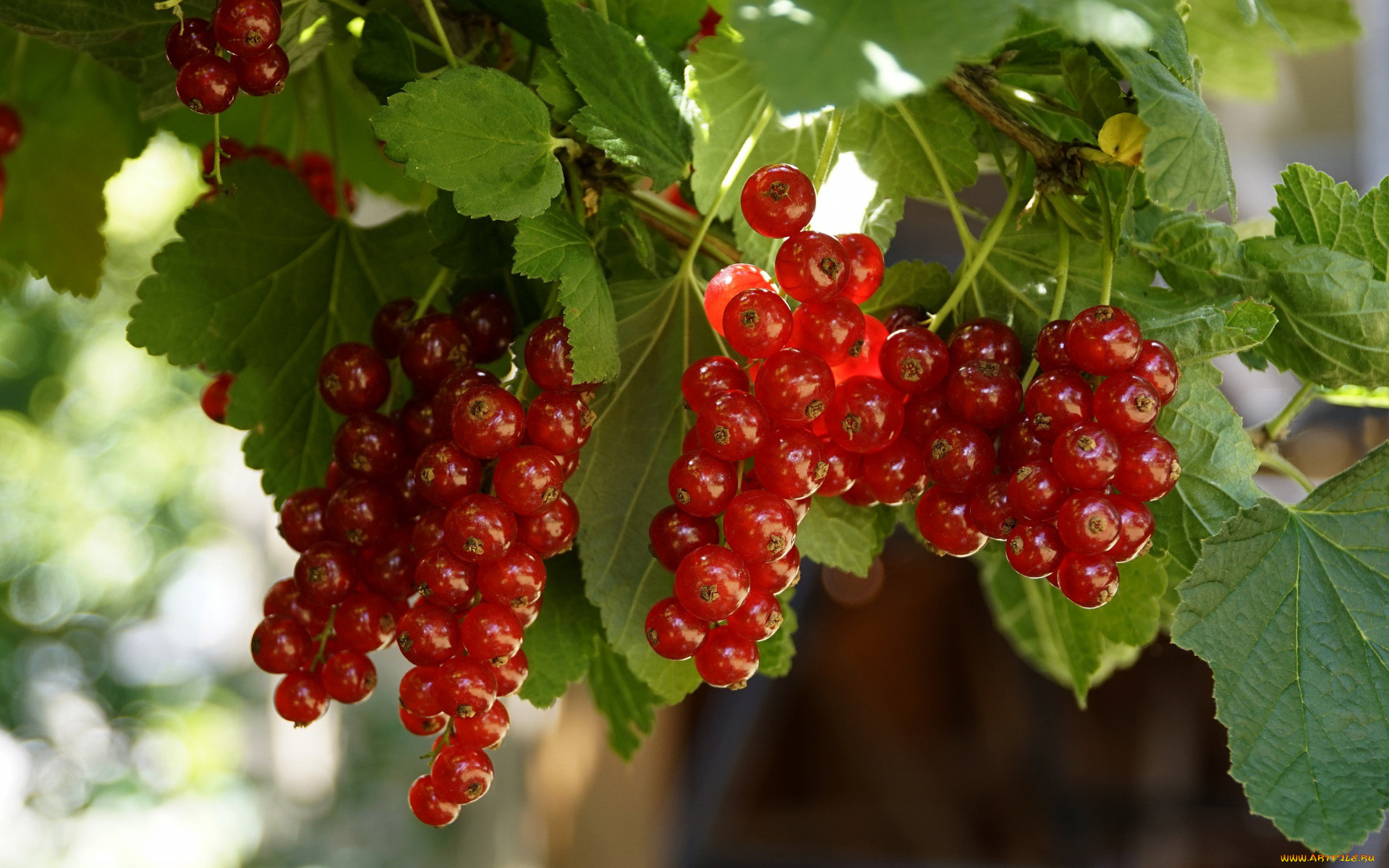 природа, ягоды, смородина, красная