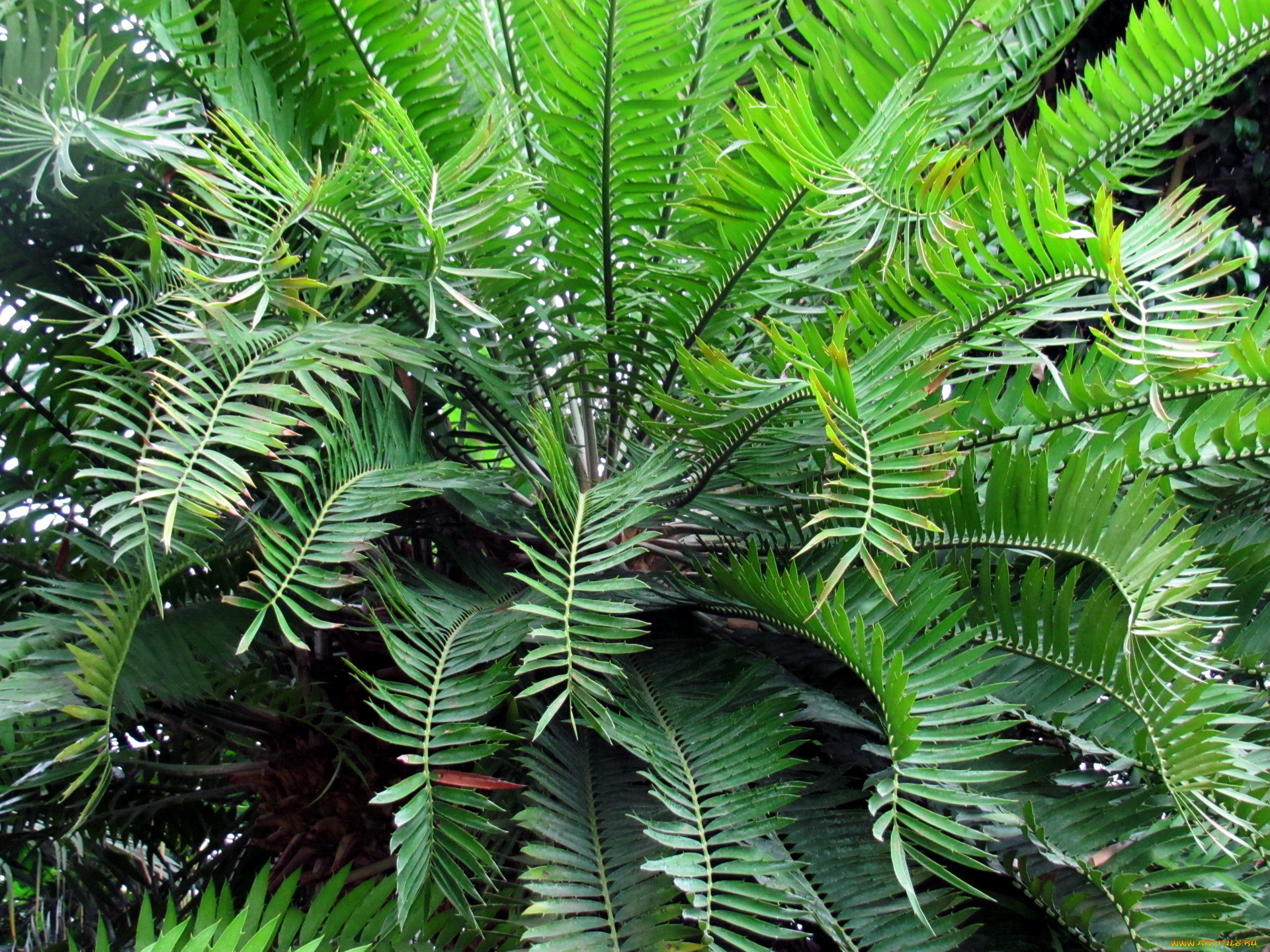 природа, листья, зеленые, куст