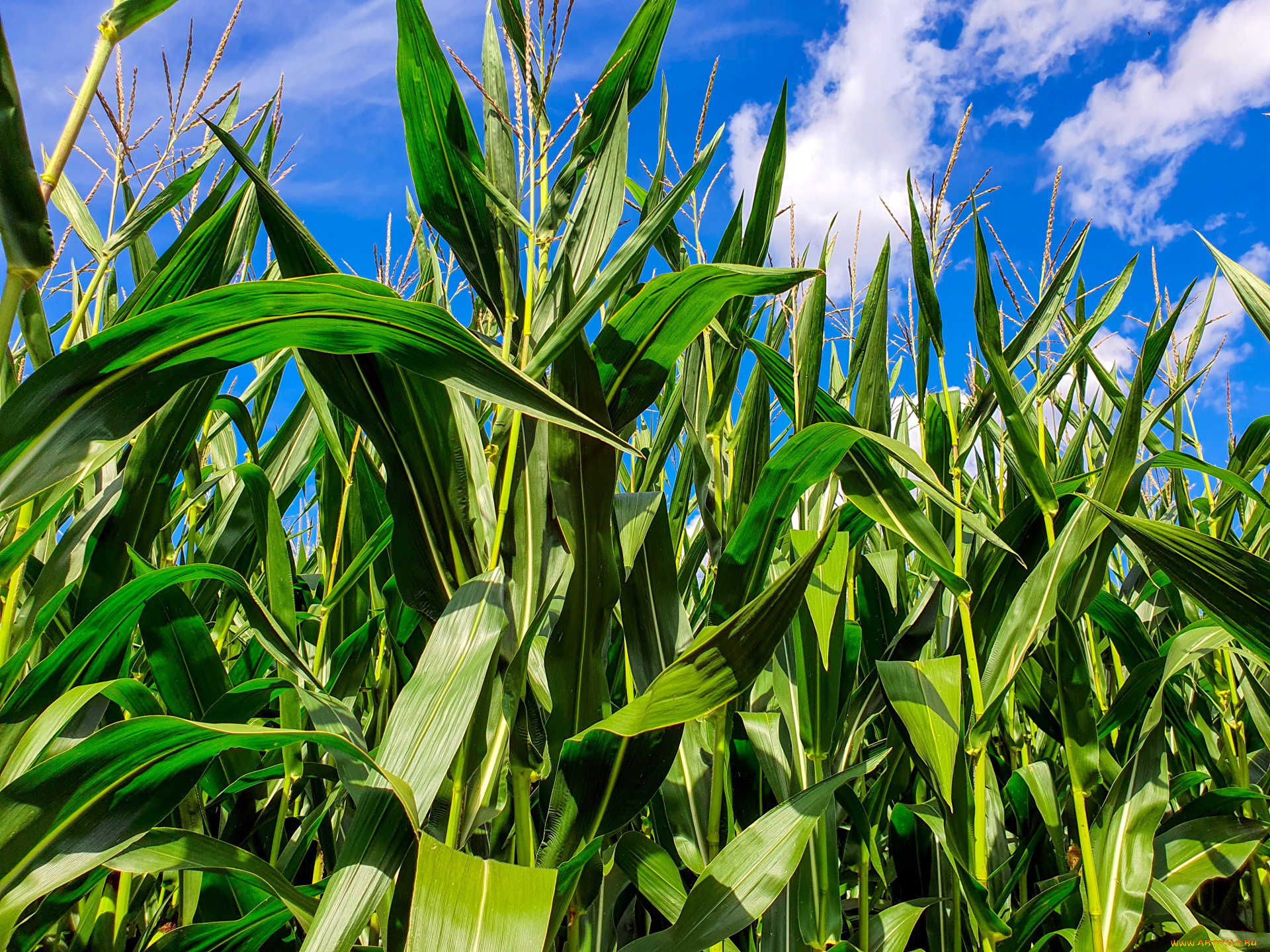 природа, поля, кукуруза