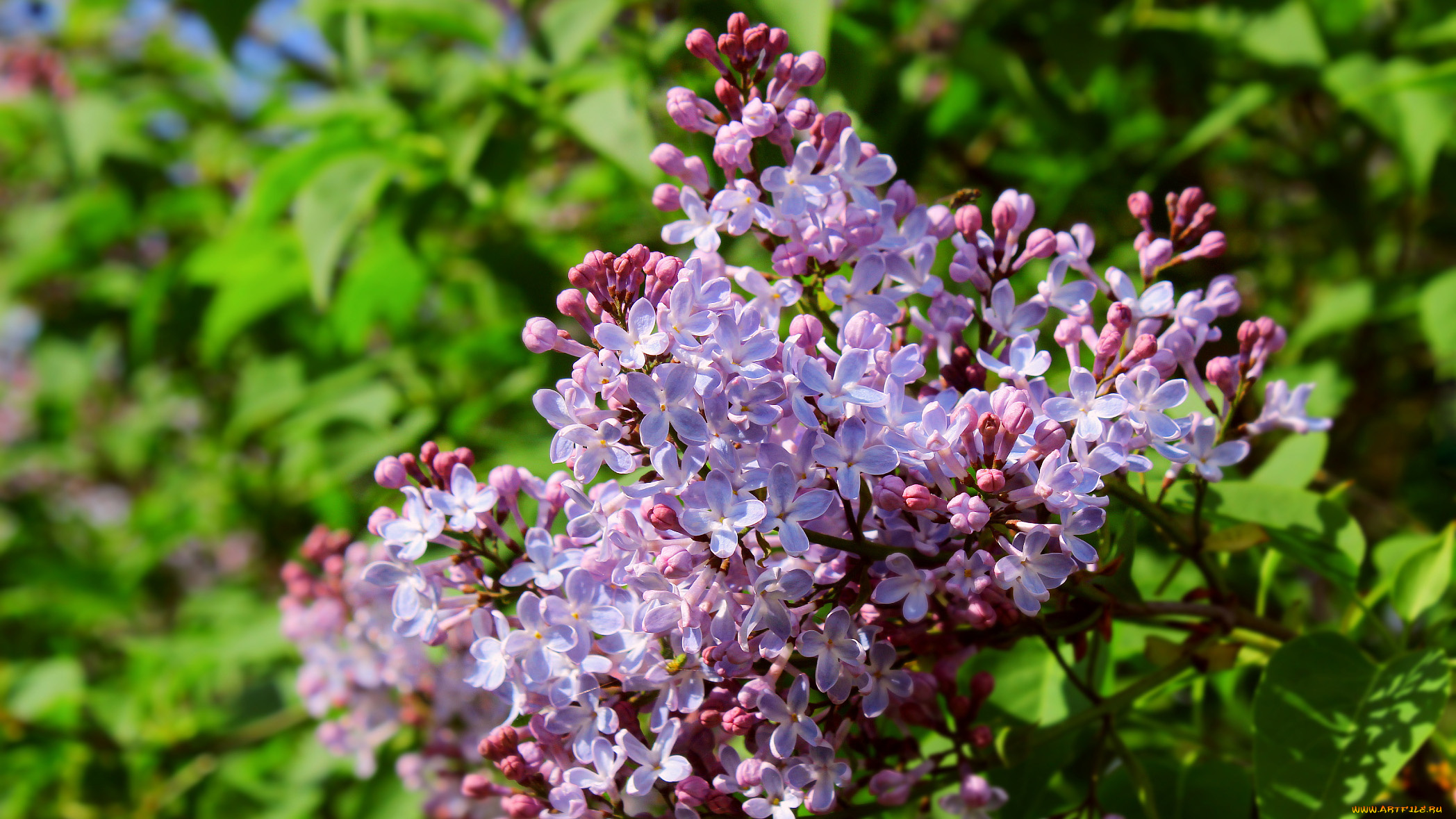 цветы, сирень, ветка