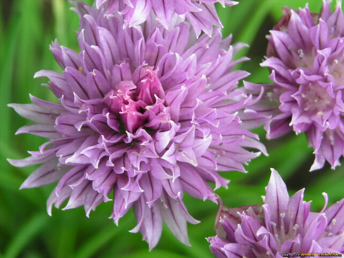 цветы, луговые, полевые