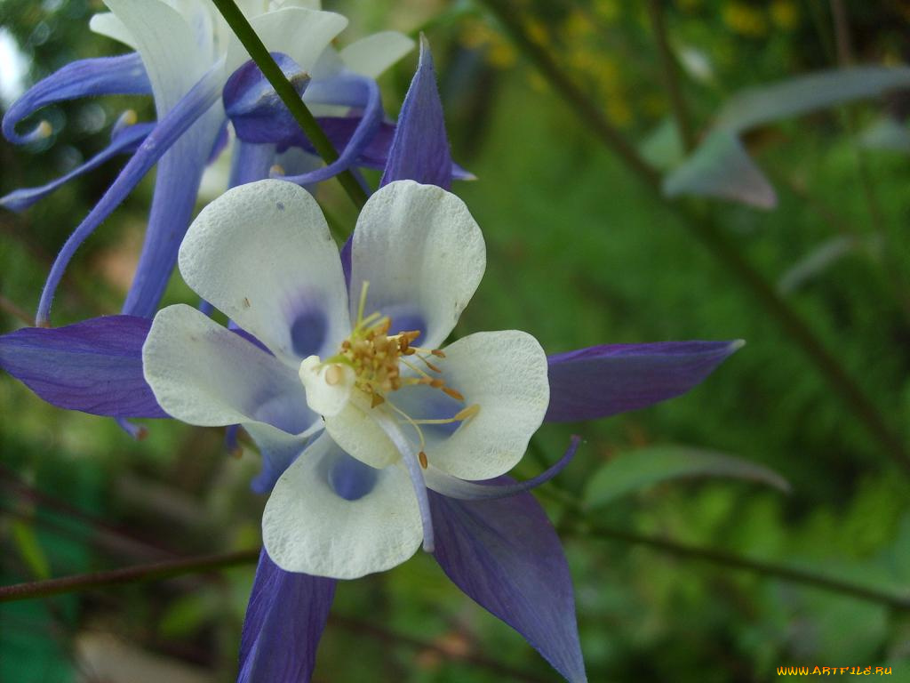 аквилегия, цветы, водосбор