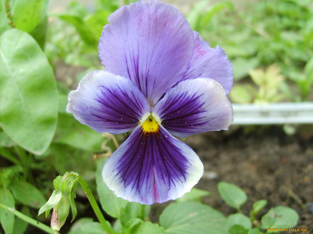 анютины, глазки, цветы, садовые, фиалки