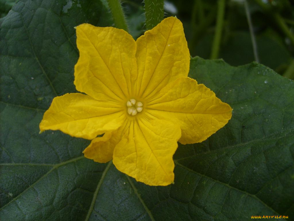 цветок, кабачка, цветы