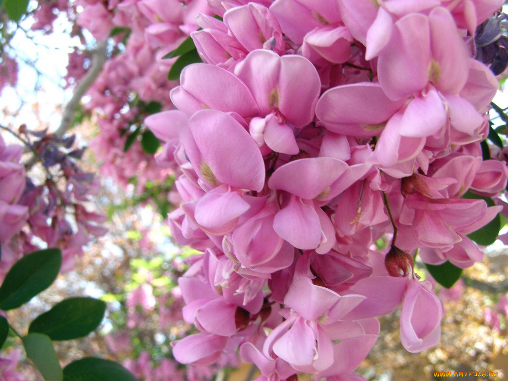 цветы, акация