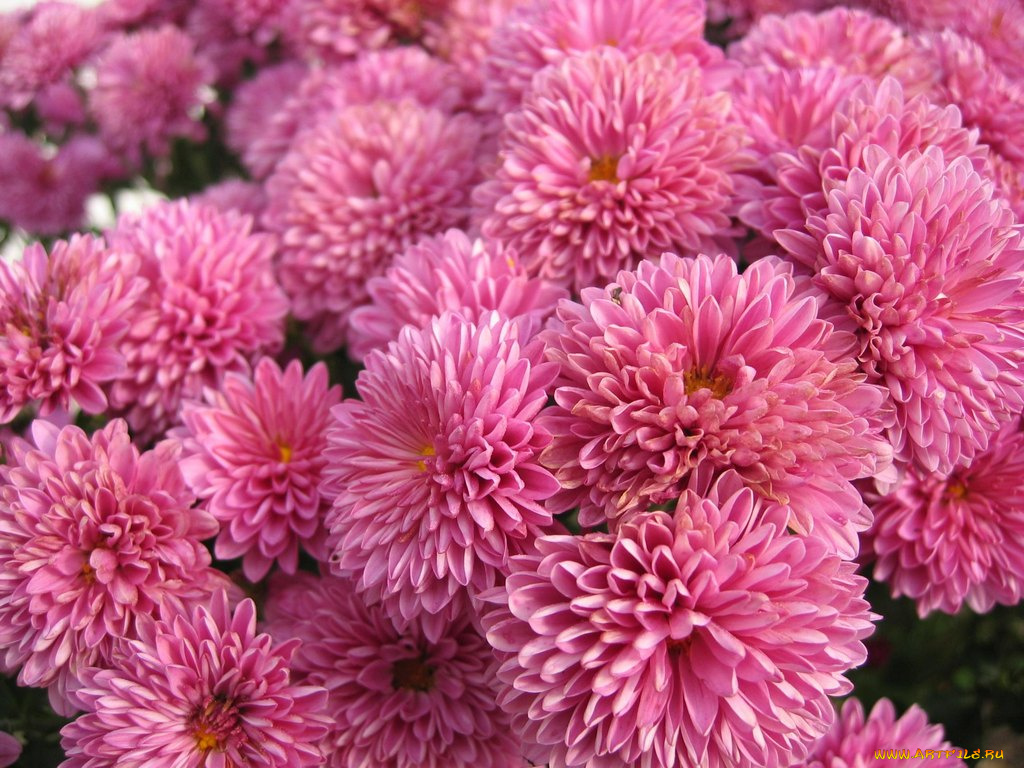 цветы, хризантемы