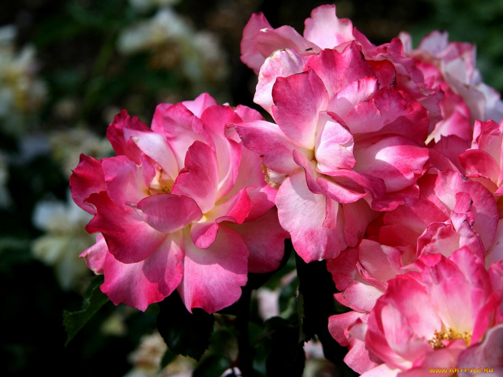 цветы, розы