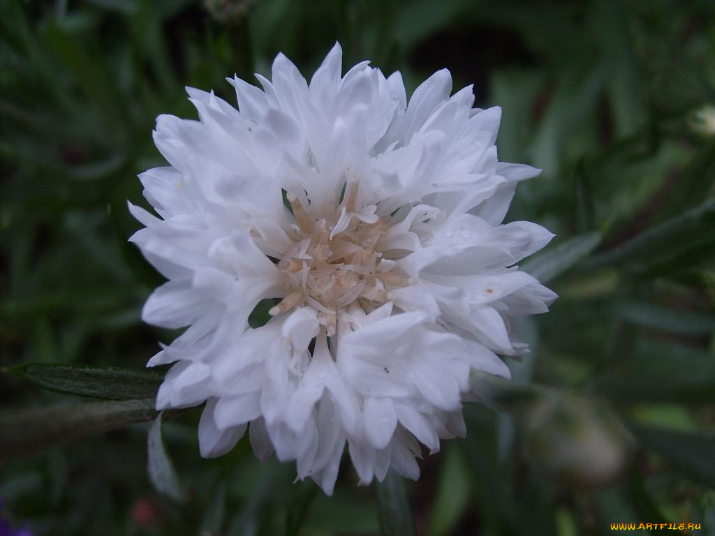 цветы, васильки