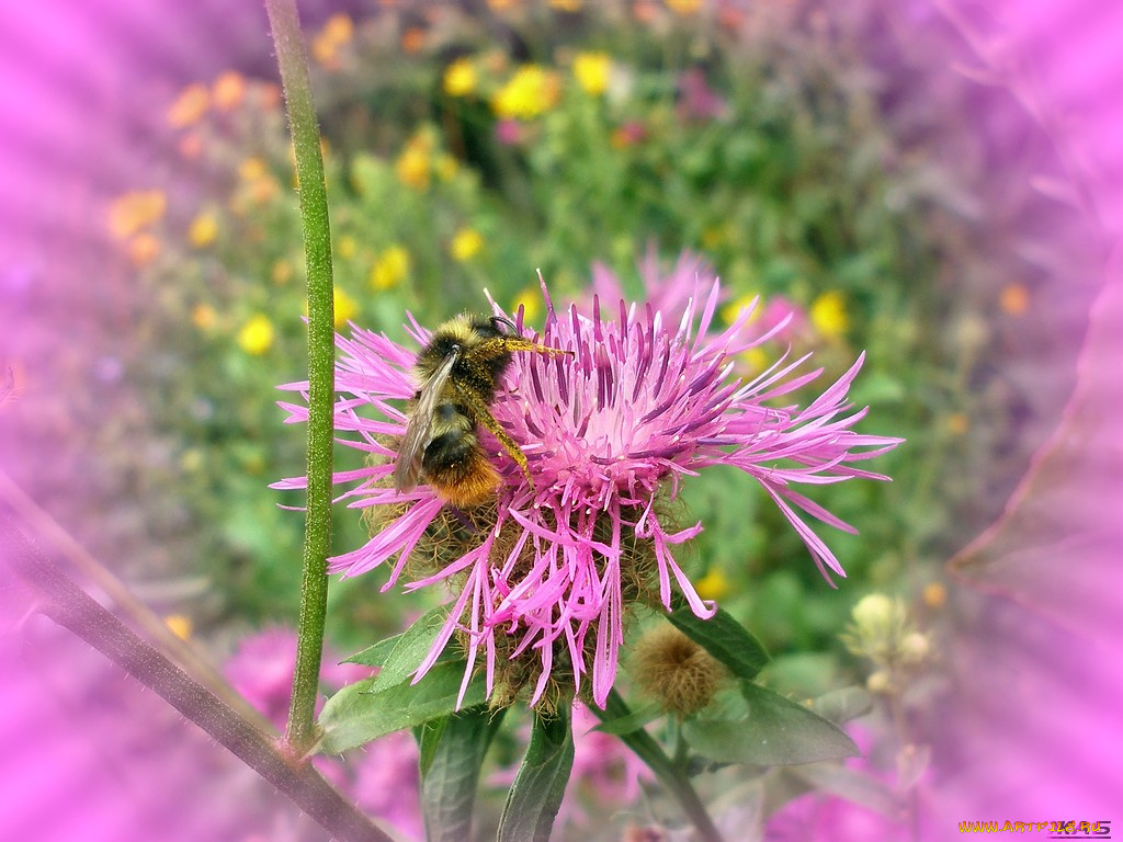 цветы, васильки
