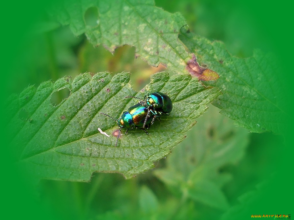 животные, насекомые