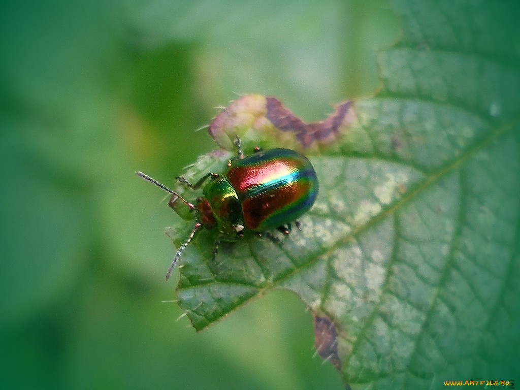 животные, насекомые