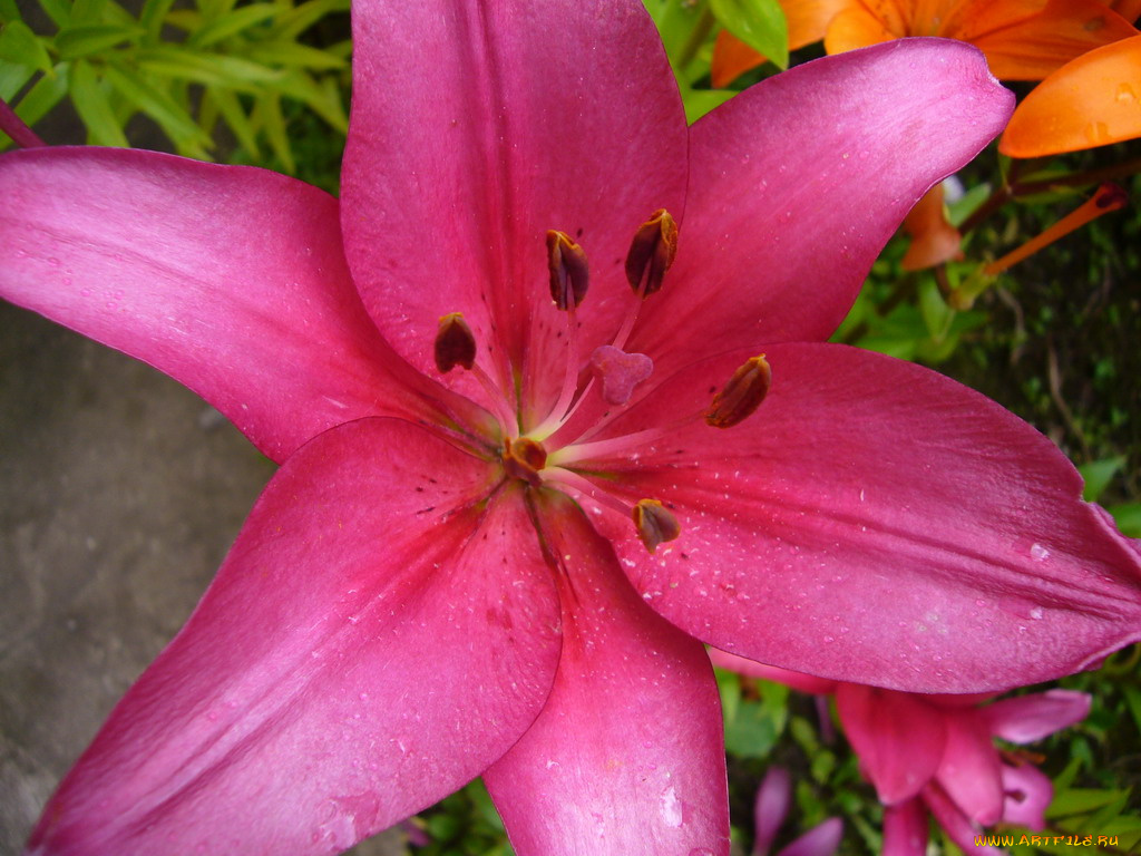 цветы, лилии, лилейники