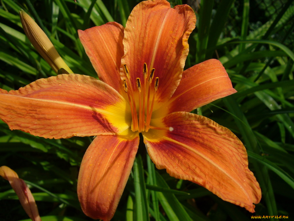 цветы, лилии, лилейники