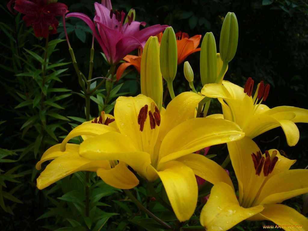 цветы, лилии, лилейники