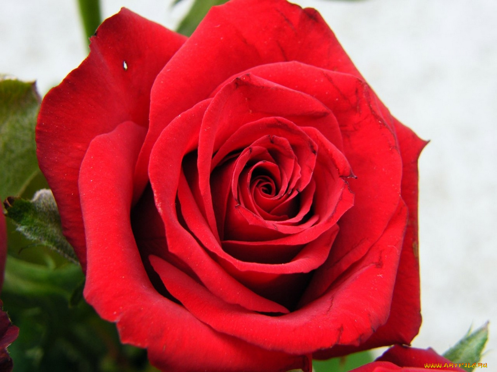 цветы, розы