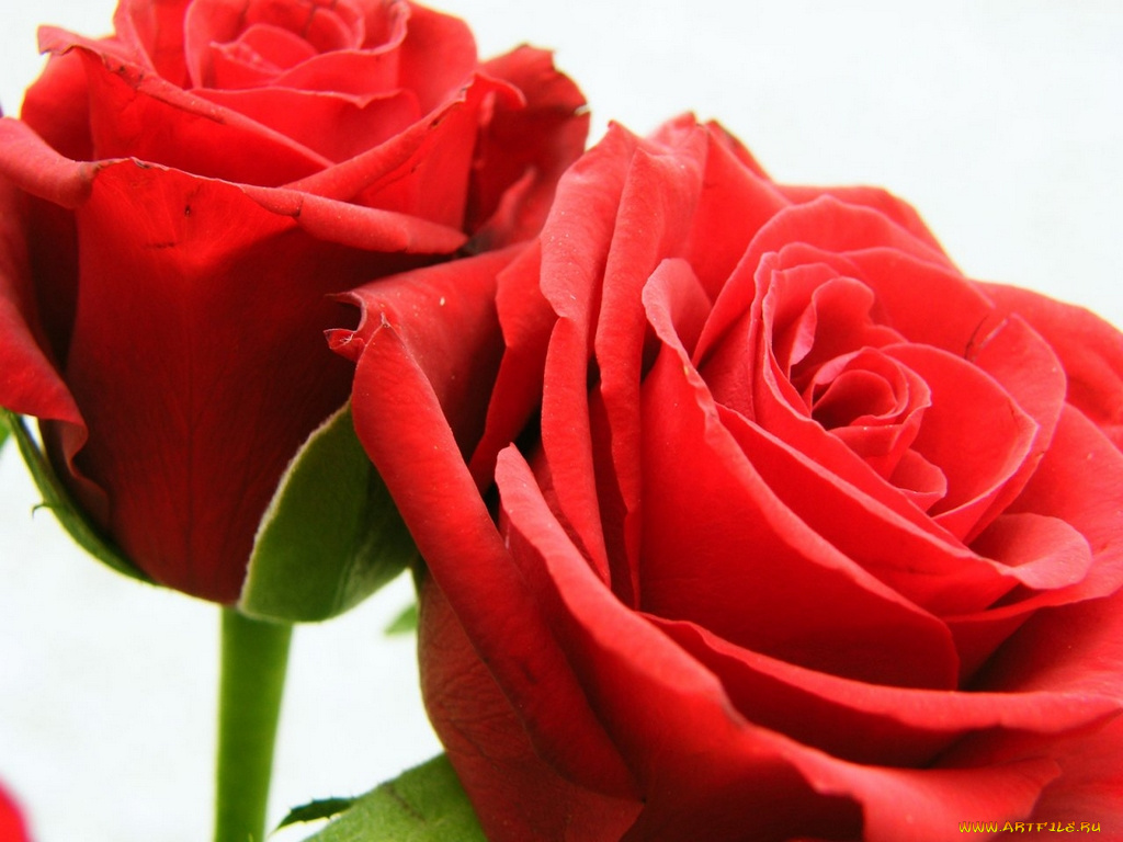 цветы, розы