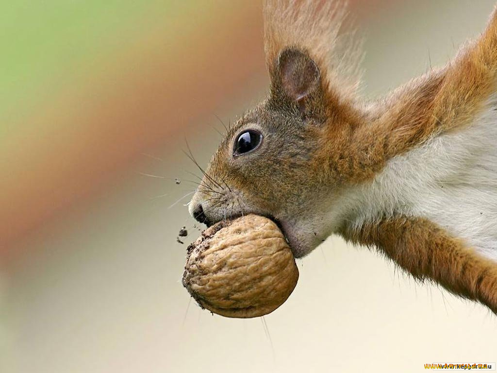 животные, белки