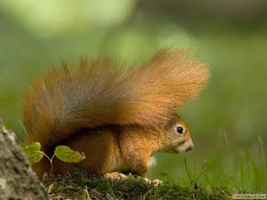 животные, белки