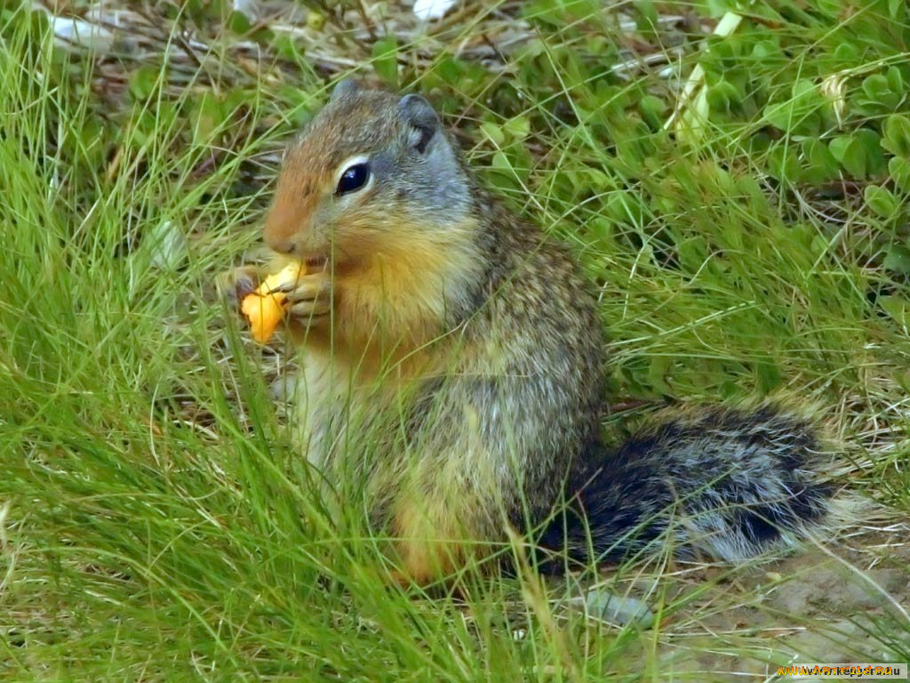 животные, белки