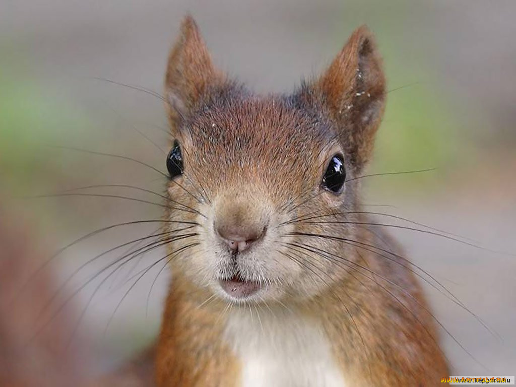 животные, белки