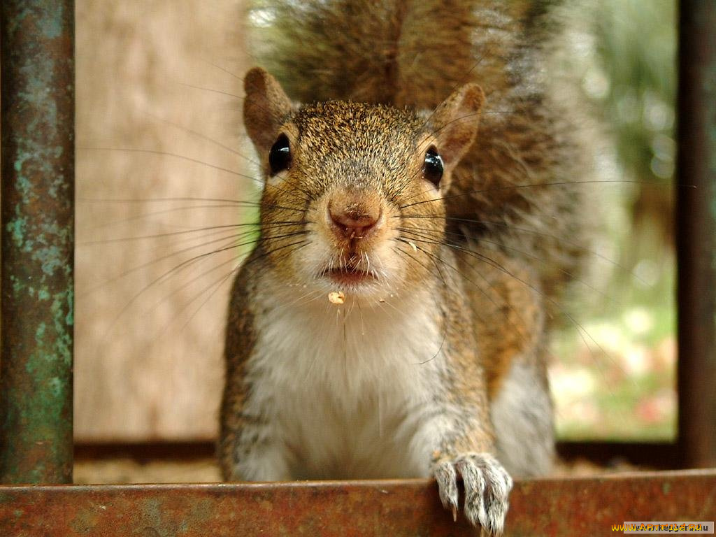 животные, белки