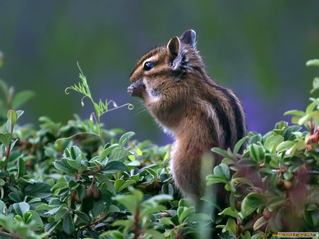 животные, бурундуки