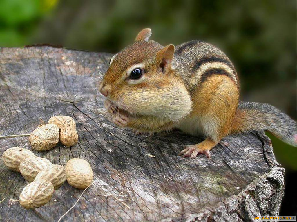 животные, бурундуки