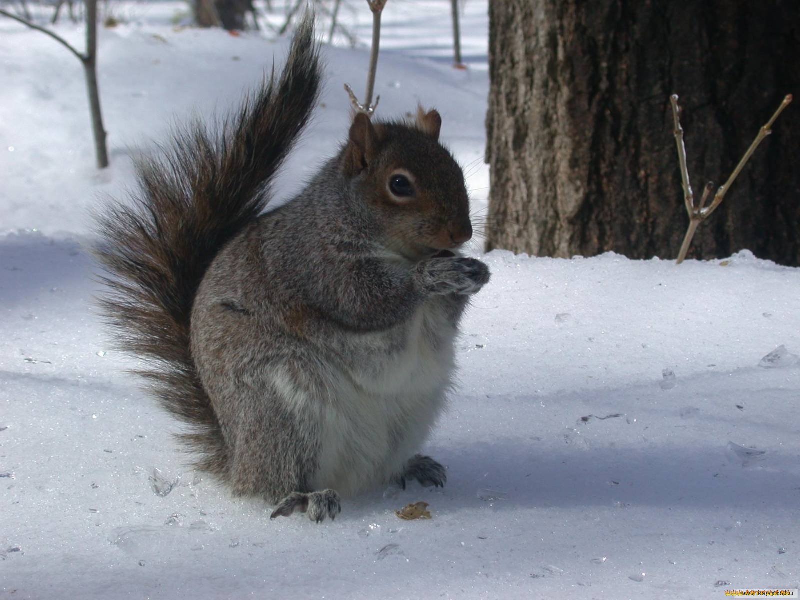 животные, белки