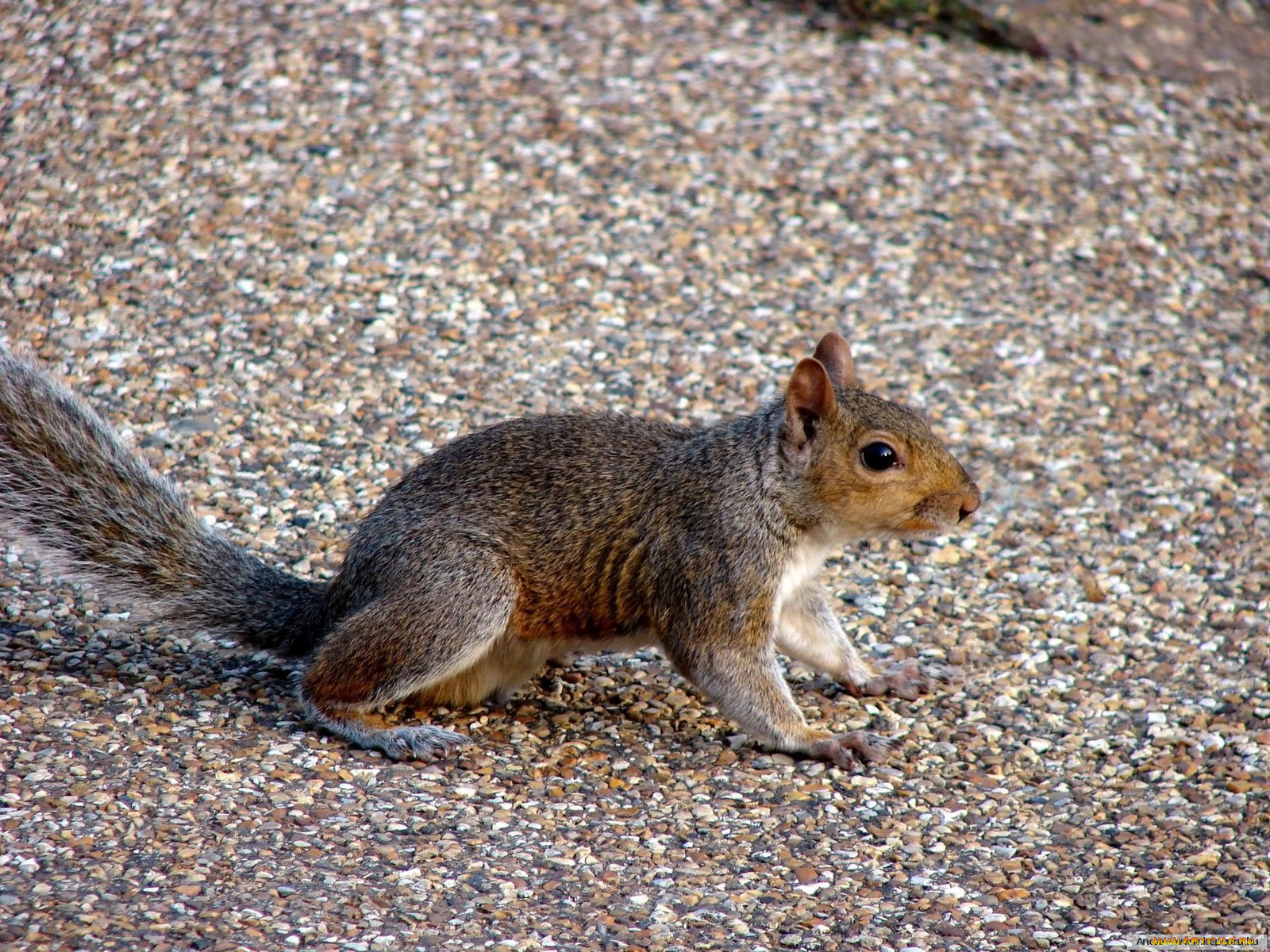 животные, белки