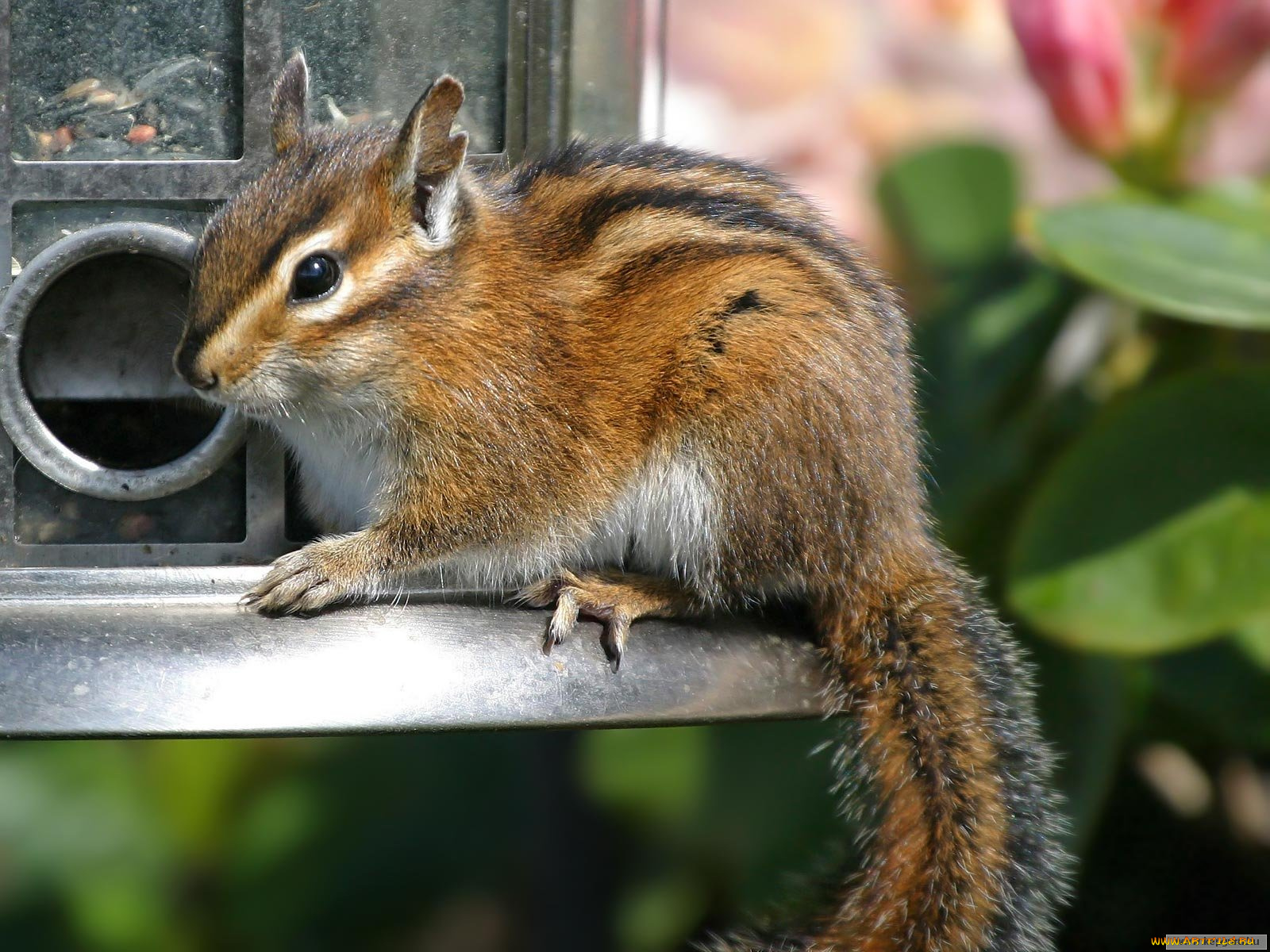 животные, бурундуки