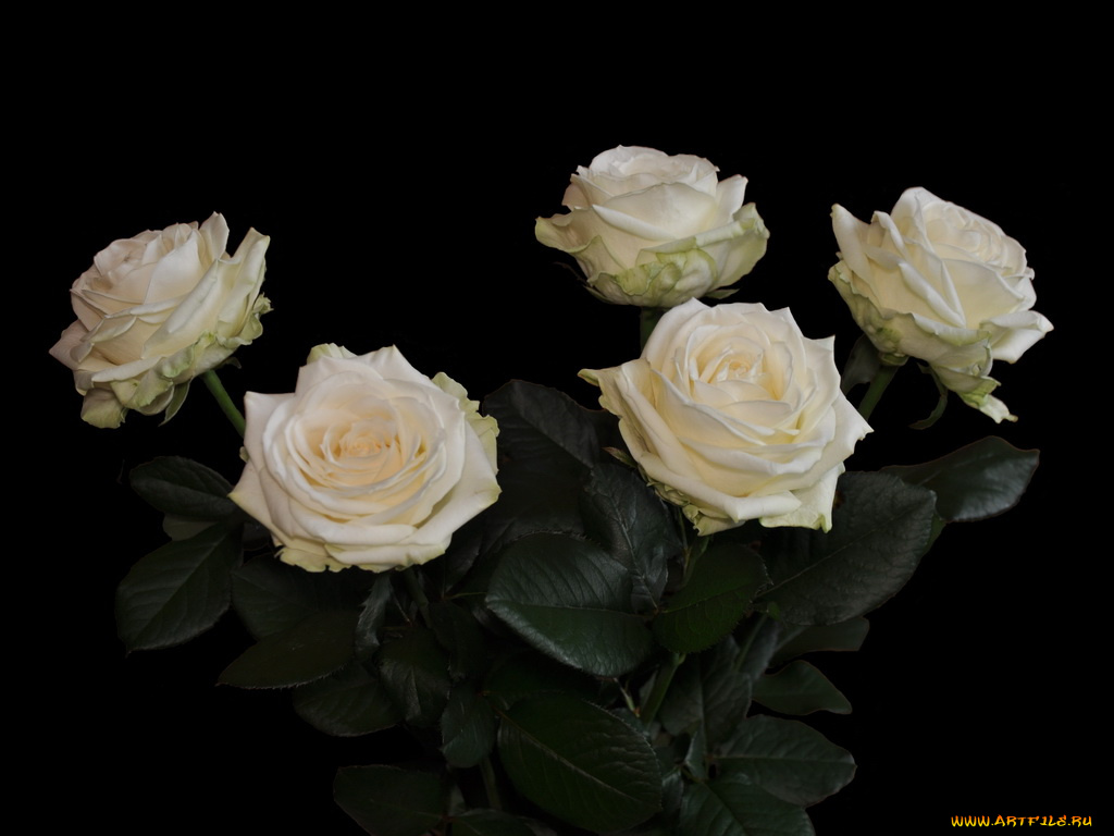 цветы, розы