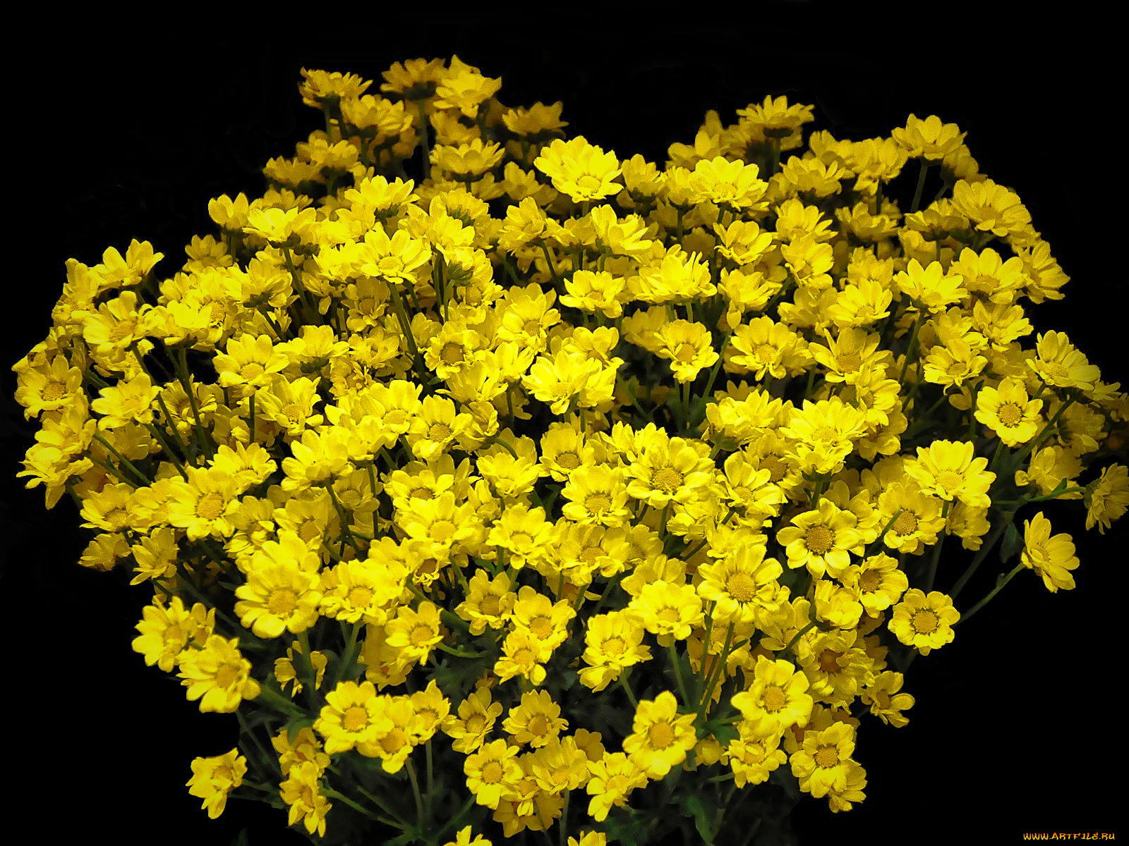 цветы, хризантемы